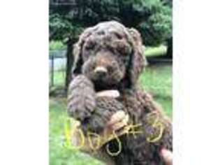 Labradoodle Puppy for sale in Kamiah, ID, USA