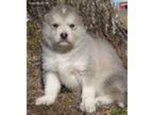 Alaskan Malamute Puppy for sale in Cookeville, TN, USA