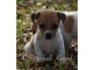 Jack Russell Terrier Puppy for sale in Citra, FL, USA