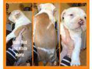 Alapaha Blue Blood Bulldog Puppy for sale in Newark Valley, NY, USA