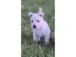 West Highland White Terrier Puppy for sale in Bethel, PA, USA