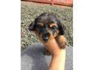 Dachshund Puppy for sale in Olympia, WA, USA