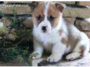 Pembroke Welsh Corgi Puppy for sale in Manheim, PA, USA