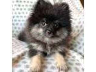 Pomeranian Puppy for sale in Gilroy, CA, USA
