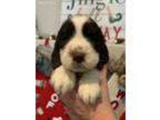 English Springer Spaniel Puppy for sale in Sweet Home, OR, USA