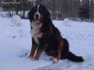 Bernese Mountain Dog Puppy for sale in Scarborough, ME, USA