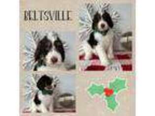 Mutt Puppy for sale in Keedysville, MD, USA