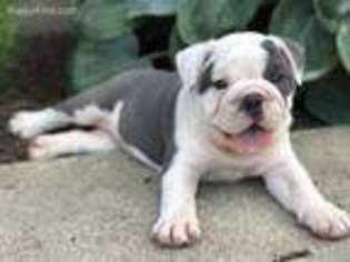 Bulldog Puppy for sale in Leo, IN, USA