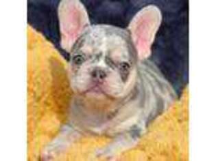 French Bulldog Puppy for sale in Somerset, NJ, USA