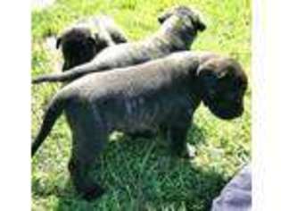 Mastiff Puppy for sale in Danville, IA, USA