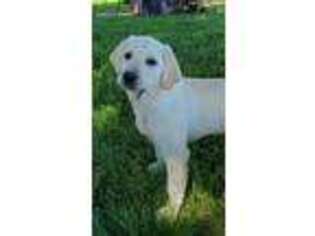 Labrador Retriever Puppy for sale in Memphis, MO, USA