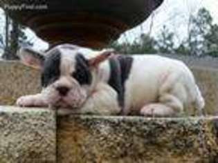 French Bulldog Puppy for sale in Petal, MS, USA