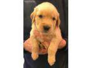 Golden Retriever Puppy for sale in Bath Springs, TN, USA