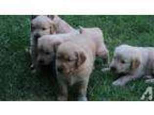 Golden Retriever Puppy for sale in BREAD LOAF, VT, USA