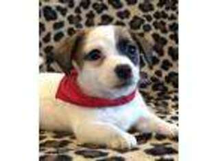 Jack Russell Terrier Puppy for sale in Henrietta, TX, USA