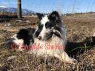 Shetland Sheepdog Puppy for sale in Moyie Springs, ID, USA