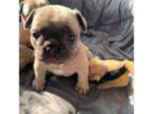 French Bulldog Puppy for sale in Council Bluffs, IA, USA