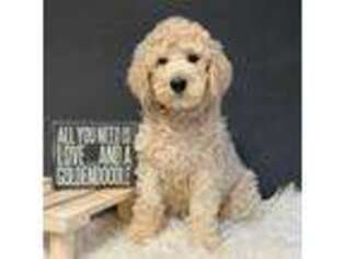 Goldendoodle Puppy for sale in La Belle, MO, USA