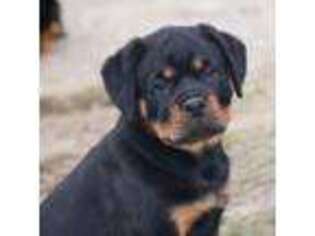 Rottweiler Puppy for sale in Elkland, MO, USA