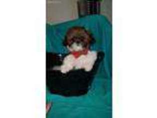 Mal-Shi Puppy for sale in Bergenfield, NJ, USA