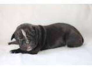 Olde English Bulldogge Puppy for sale in Corpus Christi, TX, USA