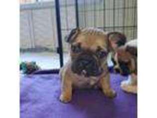 French Bulldog Puppy for sale in Tracy, CA, USA