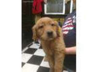 Golden Retriever Puppy for sale in Ellsworth, MN, USA