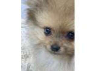 Pomeranian Puppy for sale in Apex, NC, USA