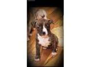 American Staffordshire Terrier Puppy for sale in Port Royal, PA, USA