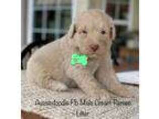 Mutt Puppy for sale in New Ulm, TX, USA