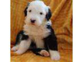 Old English Sheepdog Puppy for sale in Dryden, VA, USA