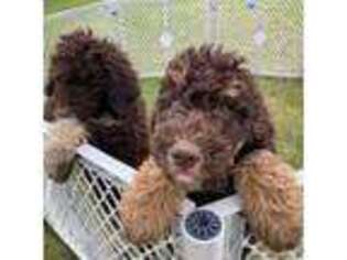 Labradoodle Puppy for sale in Hortonville, WI, USA