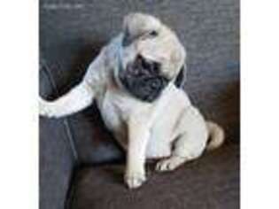 Pug Puppy for sale in Lucas, IA, USA