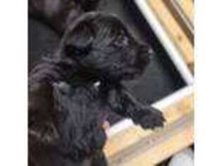 Scottish Terrier Puppy for sale in Watkins, MN, USA