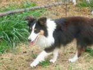 Shetland Sheepdog Puppy for sale in Nicholasville, KY, USA