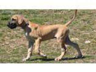 Great Dane Puppy for sale in Miller, MO, USA