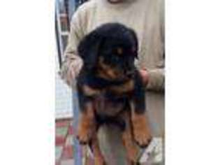 Mutt Puppy for sale in MORGAN HILL, CA, USA