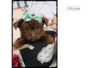 Chorkie Puppy for sale in Saint Louis, MO, USA