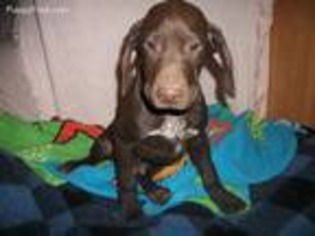 German Shorthaired Pointer Puppy for sale in Edgemont, SD, USA