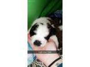 Saint Bernard Puppy for sale in Dayton, OH, USA