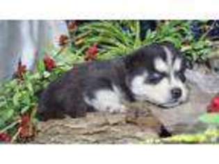 Siberian Husky Puppy for sale in HAMER, SC, USA