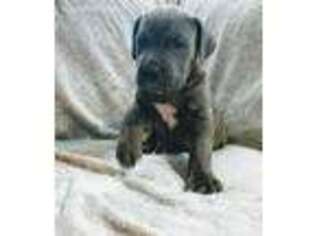Cane Corso Puppy for sale in Walkertown, NC, USA