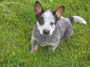 Australian Cattle Dog Puppy for sale in Schoharie, NY, USA
