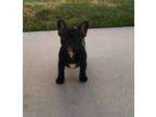 French Bulldog Puppy for sale in Kamas, UT, USA