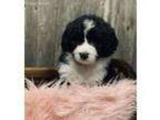Bernese Mountain Dog Puppy for sale in Big Rapids, MI, USA
