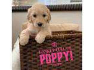 Goldendoodle Puppy for sale in Firestone, CO, USA
