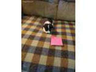 Pembroke Welsh Corgi Puppy for sale in Boone, IA, USA