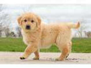 Golden Retriever Puppy for sale in Carthage, MO, USA