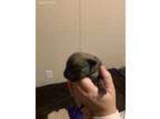 Mastiff Puppy for sale in Louisburg, NC, USA