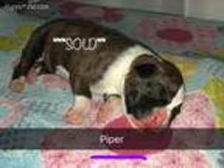 Boxer Puppy for sale in Wesley Chapel, FL, USA